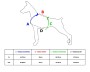 Tabela rozmiarów - szelki PRO dla dużego psa - TATAR DOG.jpg