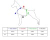 Tabela rozmiarów - szelki PRO dla dużego psa - TATAR DOG.jpg