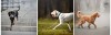 Smycz antypoślizgowa - TATAR DOG.jpg