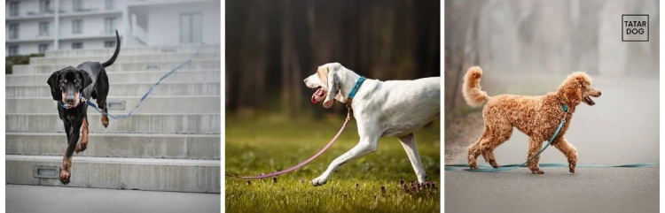 Smycz antypoślizgowa - TATAR DOG.jpg