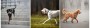 Smycz antypoślizgowa - TATAR DOG.jpg