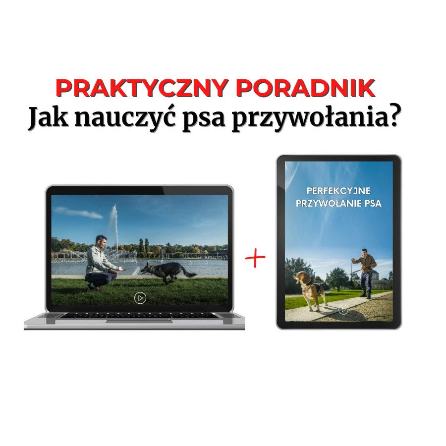 praktyczny-poradnik-jak-nauczyc-psa-przywolania-tata-dog.jpg