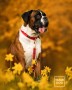 obroża z klamrą dla psa - TATAR DOG (1).jpg