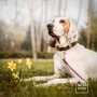 obroża z klamrą dla psa - TATAR DOG (1).jpg