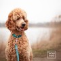 obroża z klamrą dla psa - TATAR DOG (1).jpg