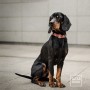 obroża zwykła dla psa - TATAR DOG (1).jpg
