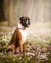 obroża półzaciskowa dla psa - TATAR DOG  (1).jpg