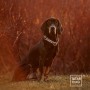 obroża półzaciskowa dla psa - TATAR DOG  (4).jpg