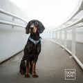 obroża półzaciskowa dla psa - TATAR DOG  (2).jpg