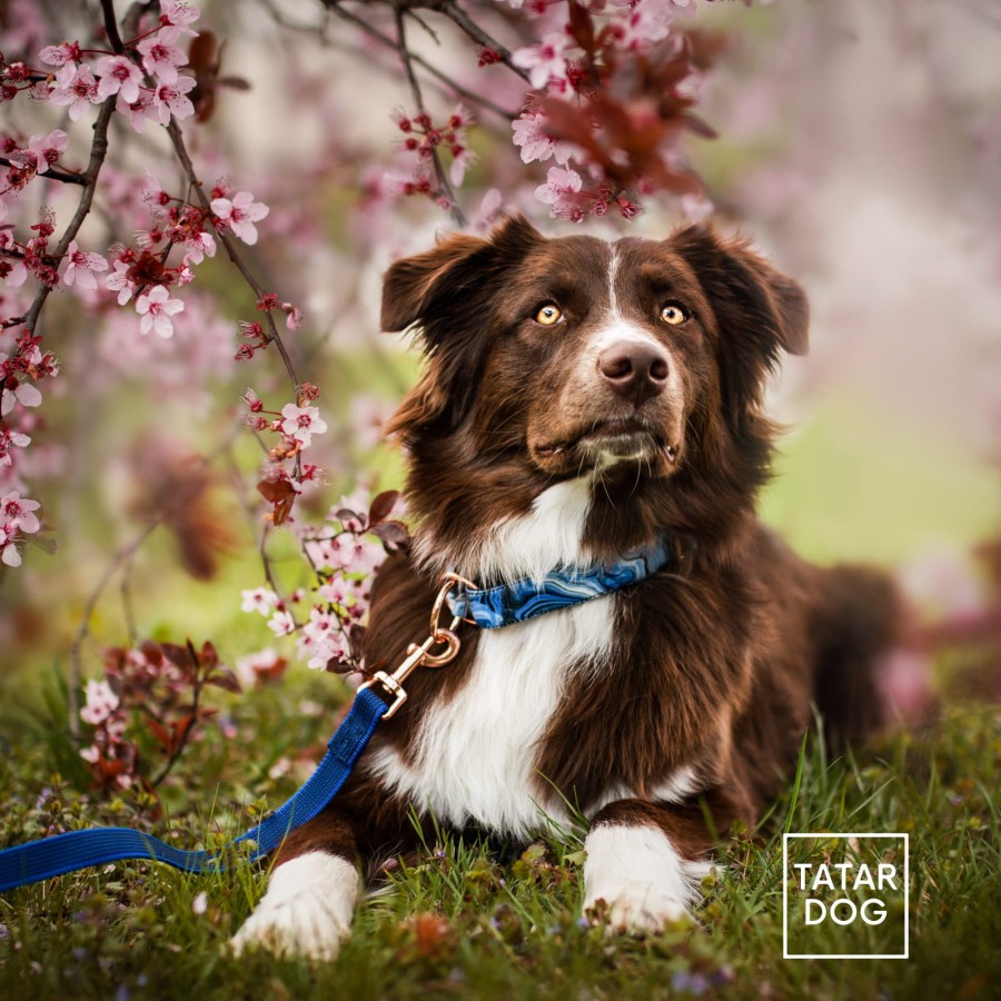 obroża półzaciskowa dla psa - TATAR DOG  (3).jpg