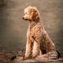obroża półzaciskowa dla psa - TATAR DOG  (2).jpg