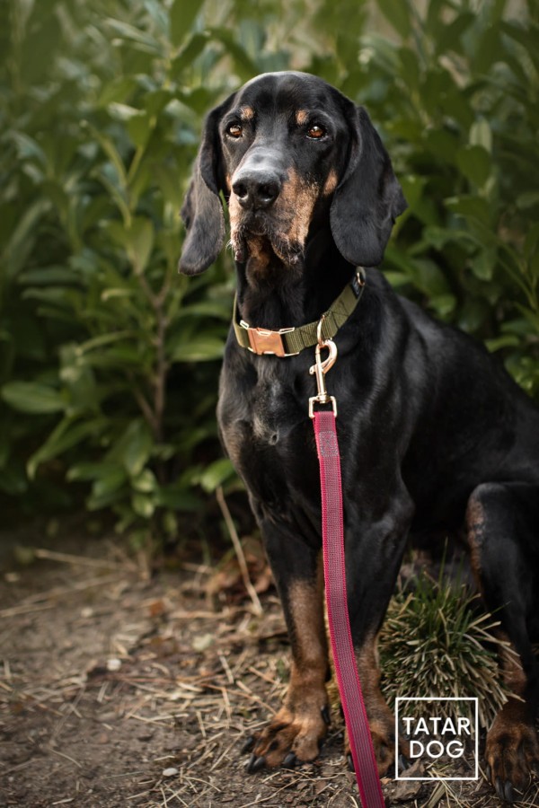 LONŻA DLA PSA - TATAR DOG  (1).jpg