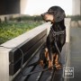 LONŻA DLA PSA - TATAR DOG  (1).jpg