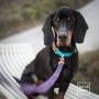 LONŻA DLA PSA - TATAR DOG  (1).jpg