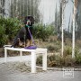 LONŻA DLA PSA - TATAR DOG  (2).jpg