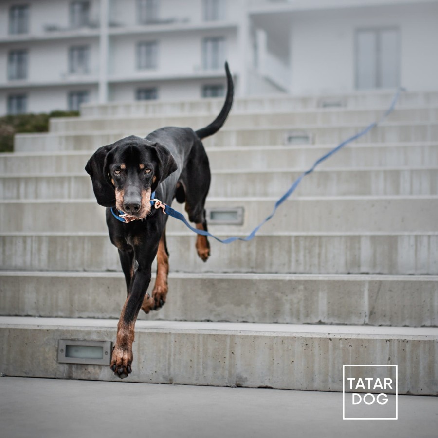 LONŻA DLA PSA - TATAR DOG  (1).jpg