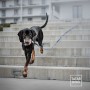 LONŻA DLA PSA - TATAR DOG  (1).jpg