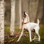 ANTYPOŚLIZGOWA SMYCZ DLA PSA - TATAR DOG (1).jpg