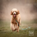 ANTYPOŚLIZGOWA SMYCZ DLA PSA - TATAR DOG (1).jpg