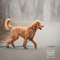 ANTYPOŚLIZGOWA SMYCZ DLA PSA - TATAR DOG (2).jpg