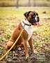 ANTYPOŚLIZGOWA SMYCZ DLA PSA - TATAR DOG (1).jpg