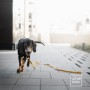 DŁUGA SMYCZ DLA PSA - TATAR DOG (2).jpg
