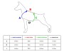 szleki dla psa guard - tabela wymiarów - TATAR DOG.jpg