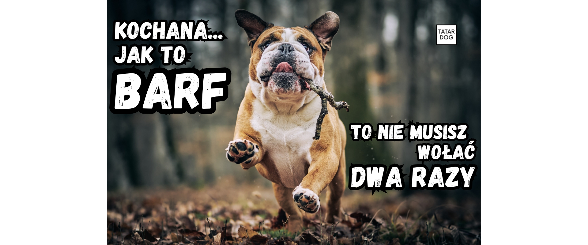 Dieta Barf dla psów - czym się charakteryzuje i od czego zacząć