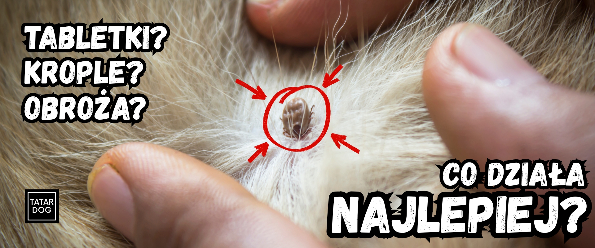 Ochrona psa przed kleszczami