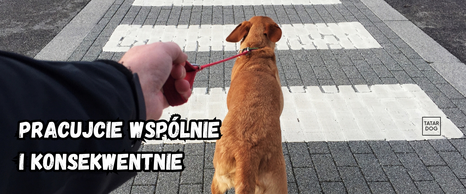Poradnik - pies ciągnie TATAR DOG