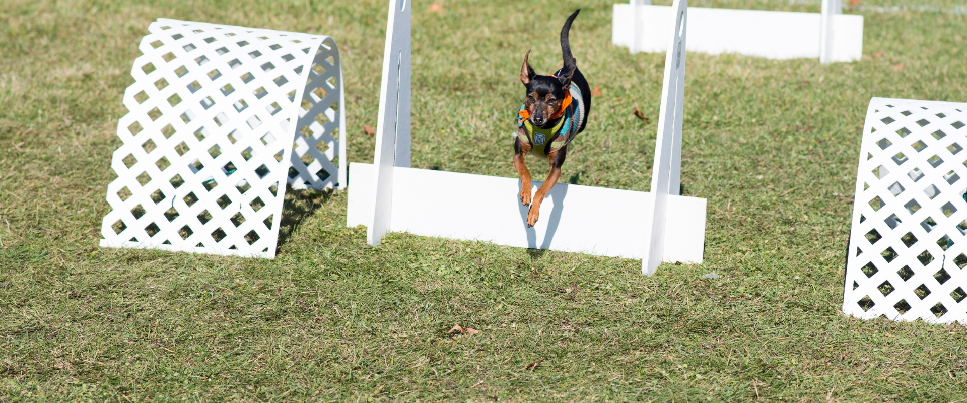 flyball psi sport zasady