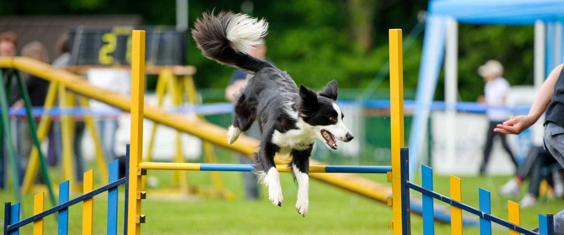 Psi sport - flyball