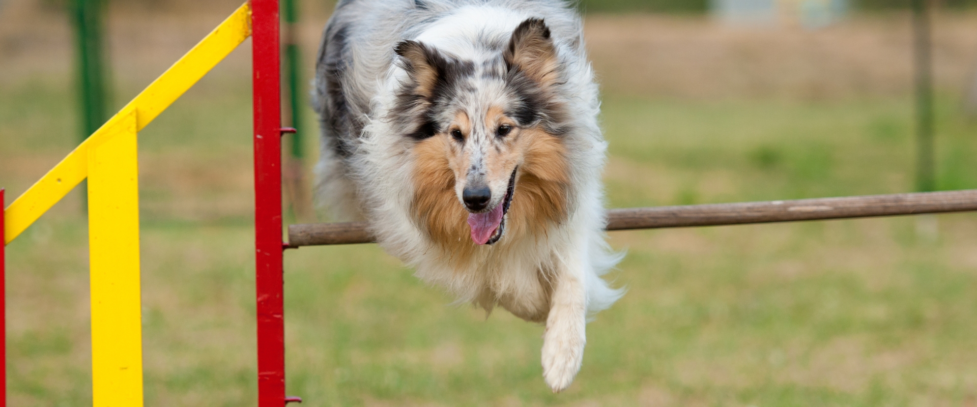 flyball sport dla energicznych psów