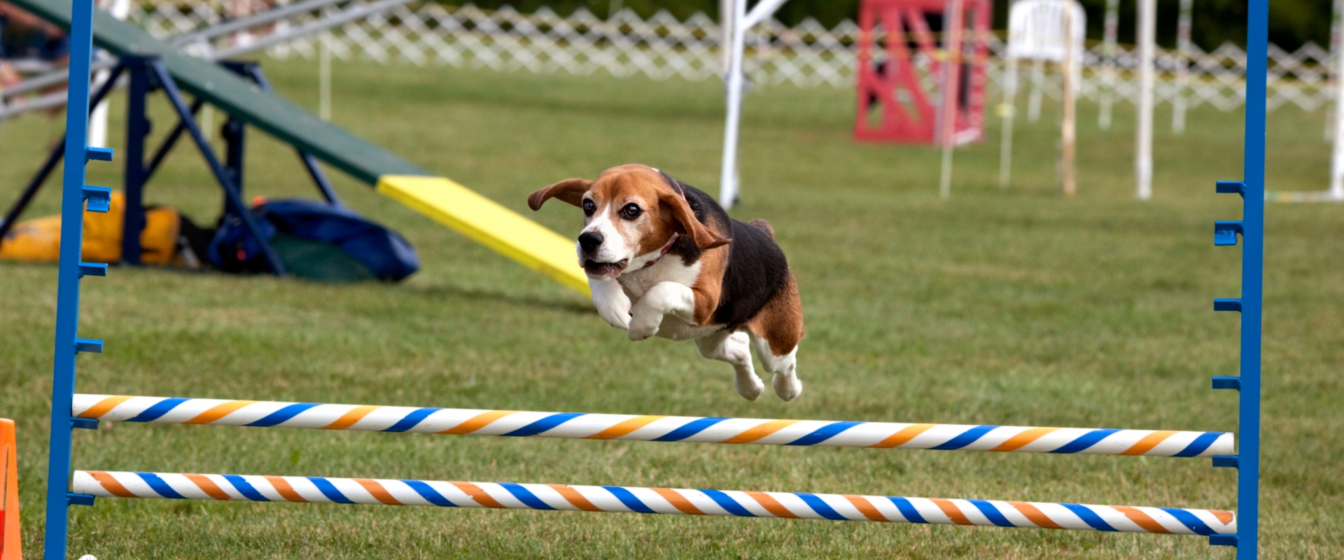 Sport dla psów - flyball