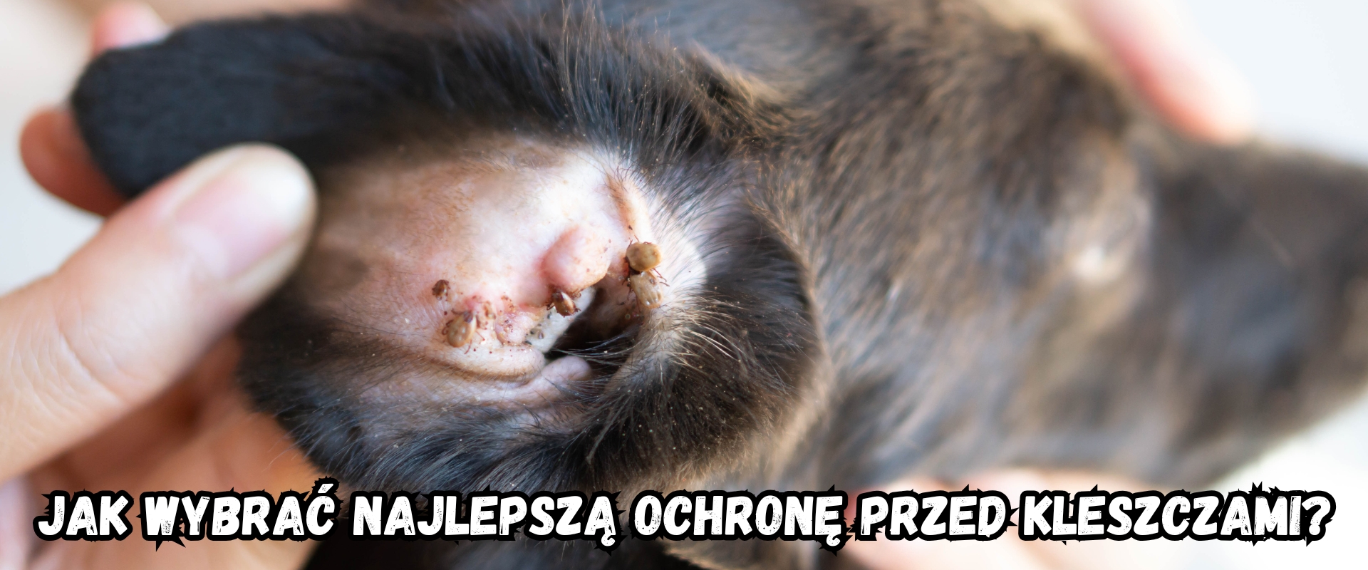 Jak wybrać najlepszą ochronę przed kleszczami dla psa
