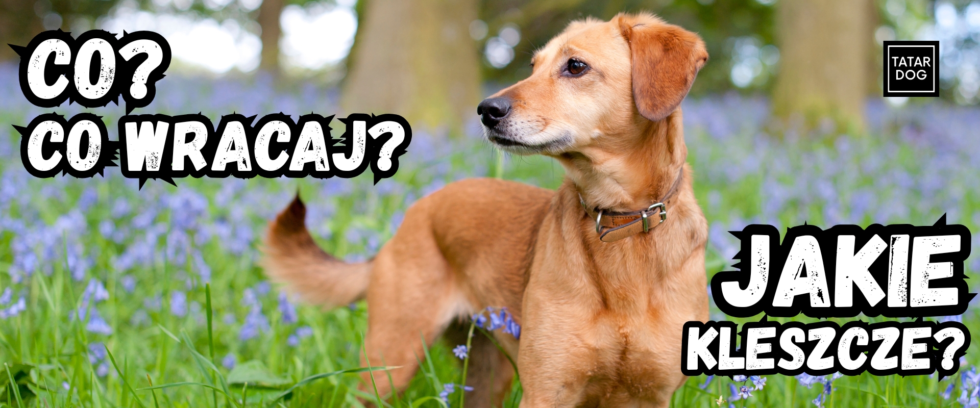 Jak chronić mojego psa przed kleszczami