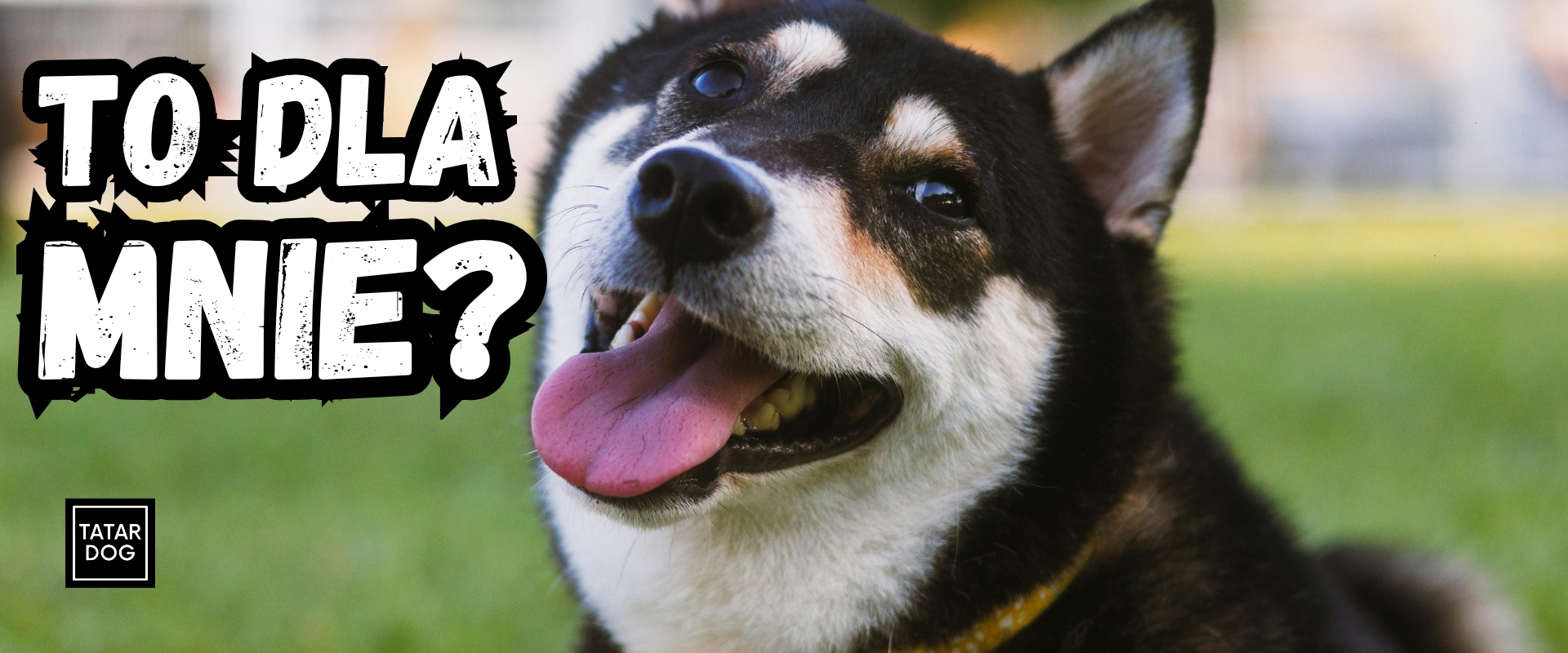 Pomysły na prezent dla psa Wielkanoc 2026