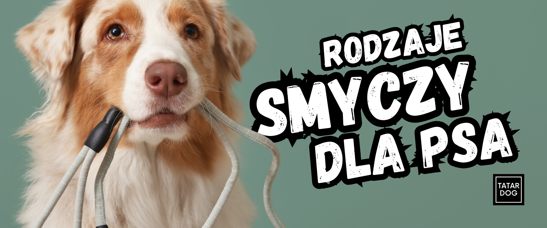 Rodzaje smyczy dla psa - jaką smycz wybrać? Kompletny poradnik 2026
