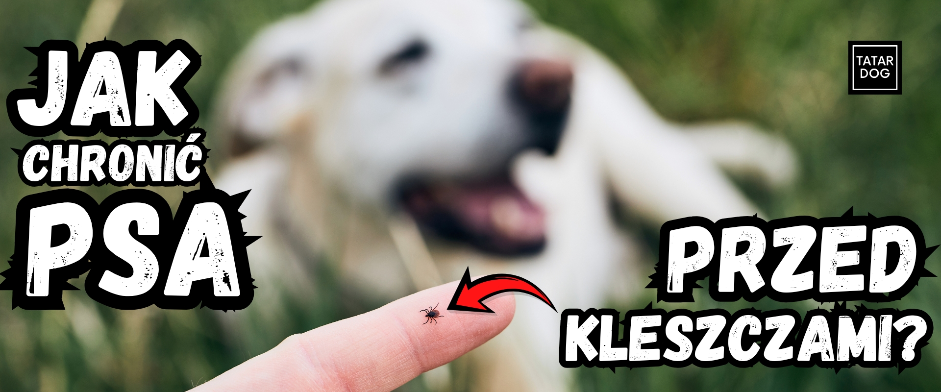 Jak chronić psa przed kleszczami?
