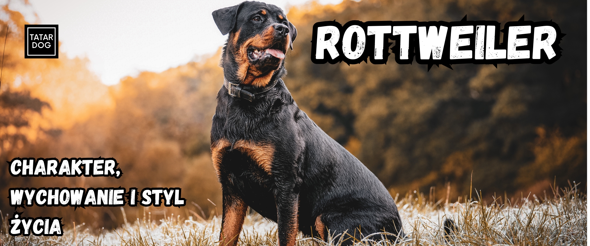Rottweiler - charakter, wychowanie i styl życia.