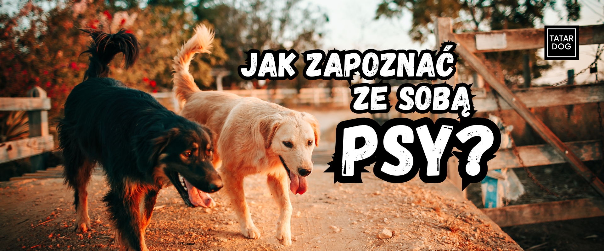 Jak zapoznawać ze sobą psy? Kompletny przewodnik bezpiecznego pierwszego spotkania