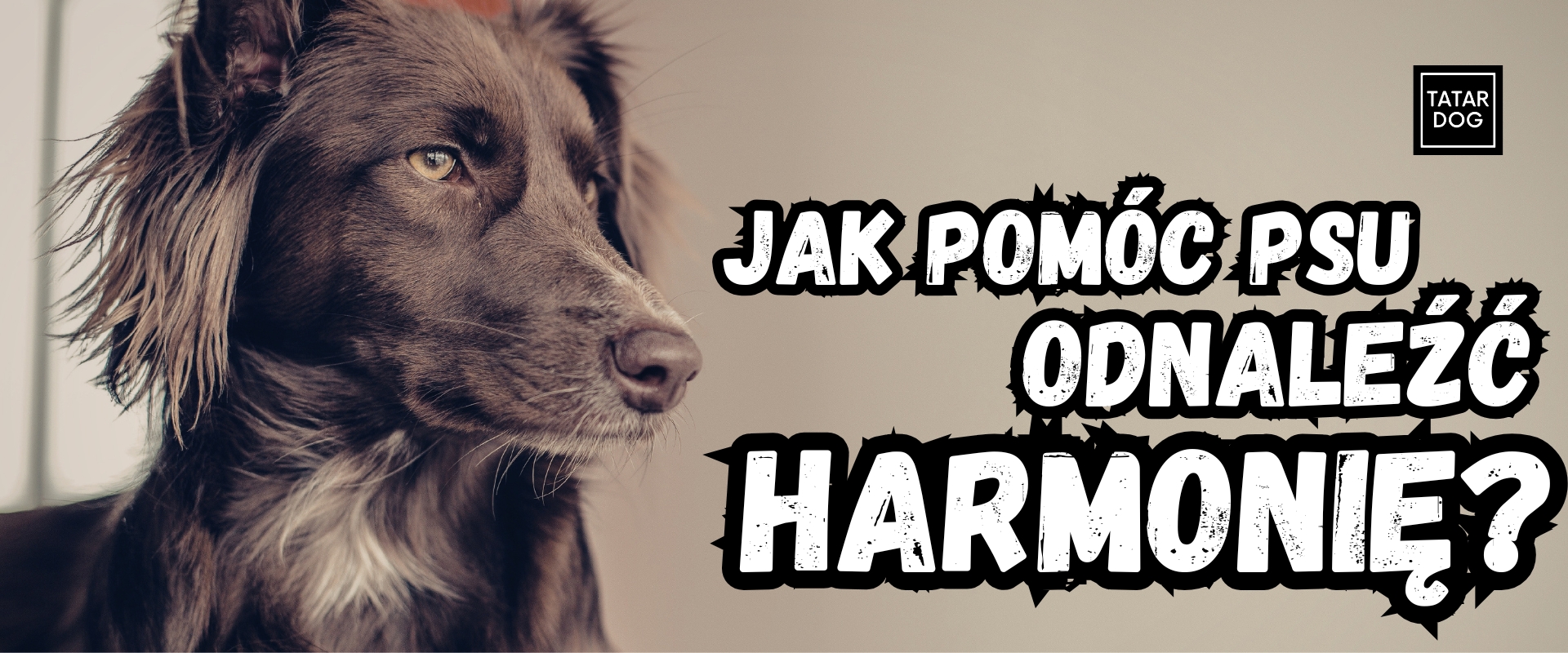 Jak pomóc psu odnaleźć harmonię: codzienne rytuały, które uspokajają i zbliżają Was do siebie jeszcze bardziej