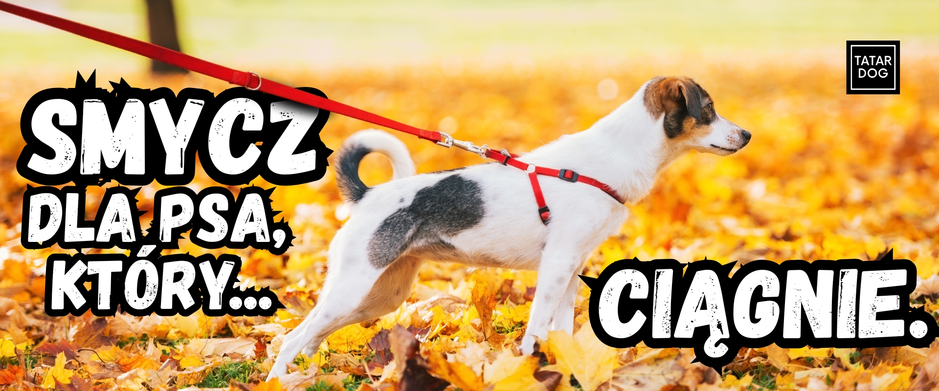 Smycz dla psa, który ciągnie