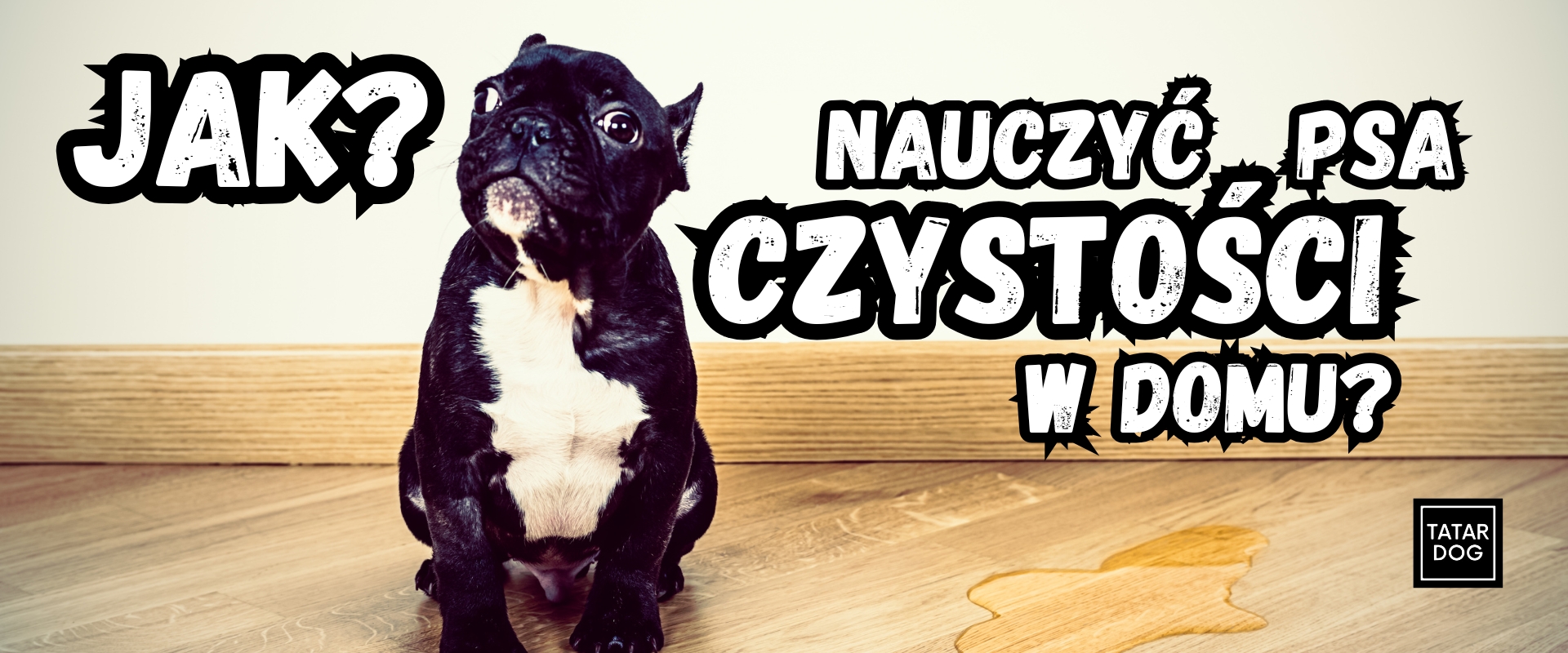 Jak nauczyć psa czystości w domu?