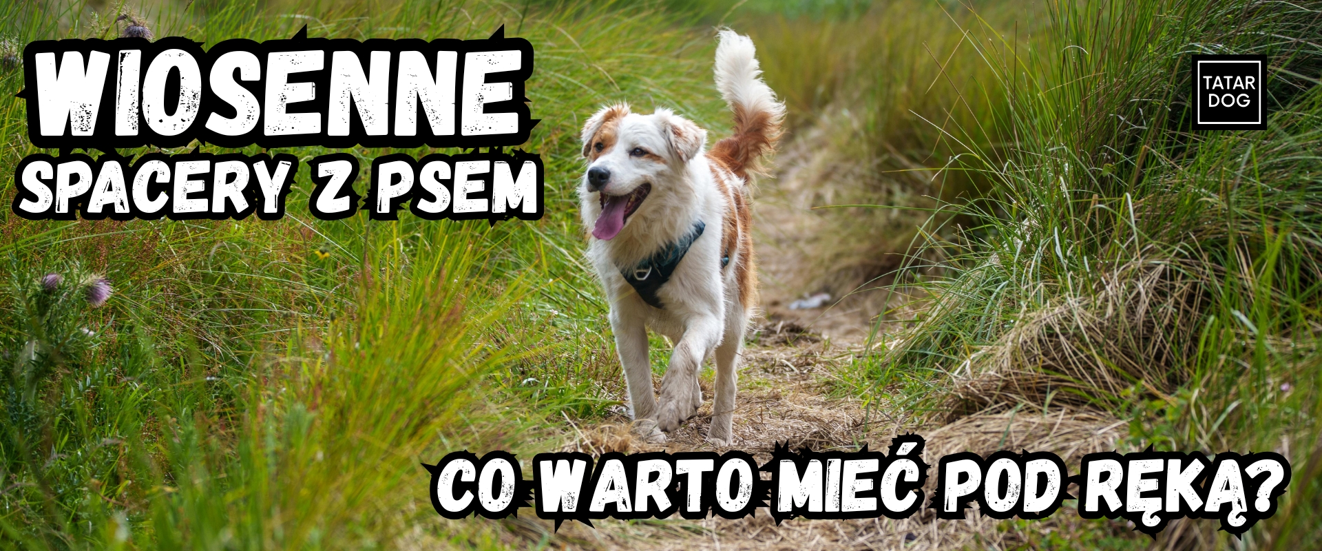 Wiosenne spacery z psem - 7 rzeczy, które warto mieć pod ręką