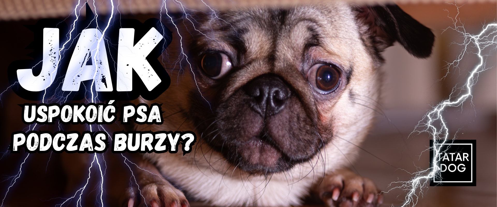Jak uspokoić psa podczas burzy? Domowe sposoby, gryzaki i olejek CBD dla psa