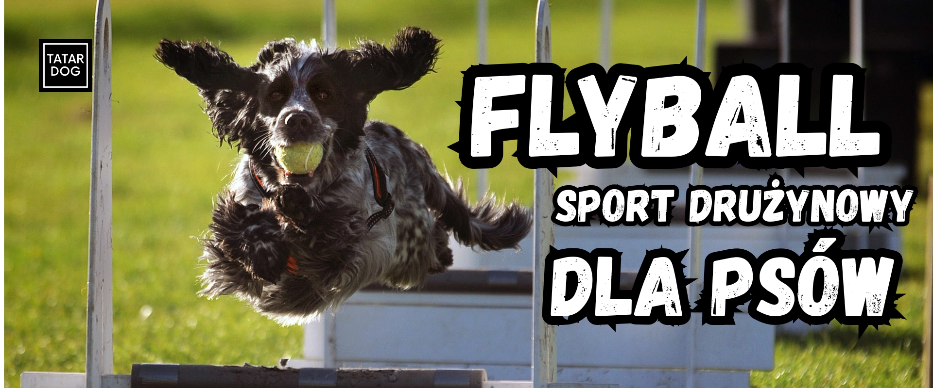 Flyball - psia sztafeta pełna emocji, zabawy i sportowej rywalizacji